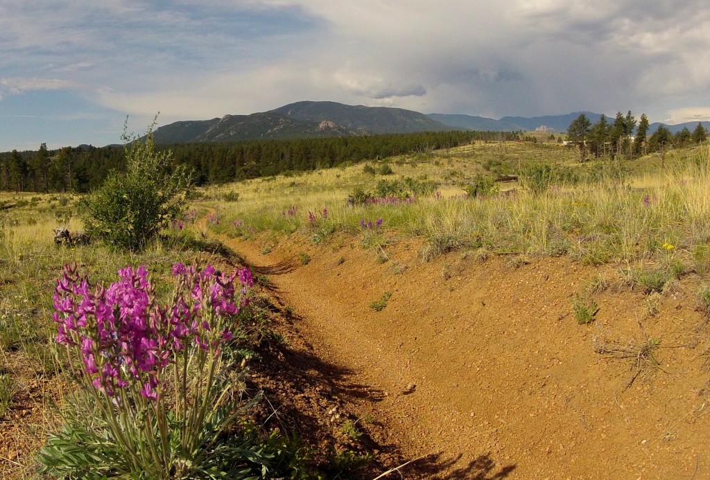 Flowers along the Colorado Trail